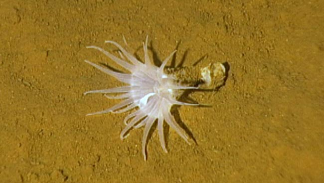 Bathyphellia margaritacea on the bottom of the North Pole