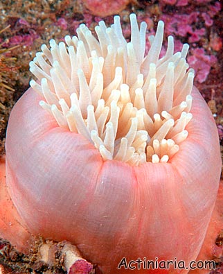 Urticina crassicornis