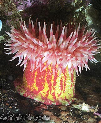 Urticina grebelnyi: Painted Anemone