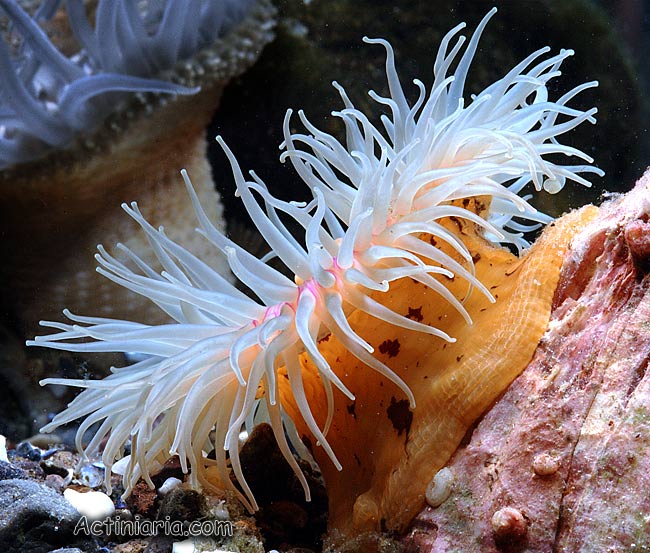 Epiactis japonica (Sea anemone) (Cnidopus japonicus)