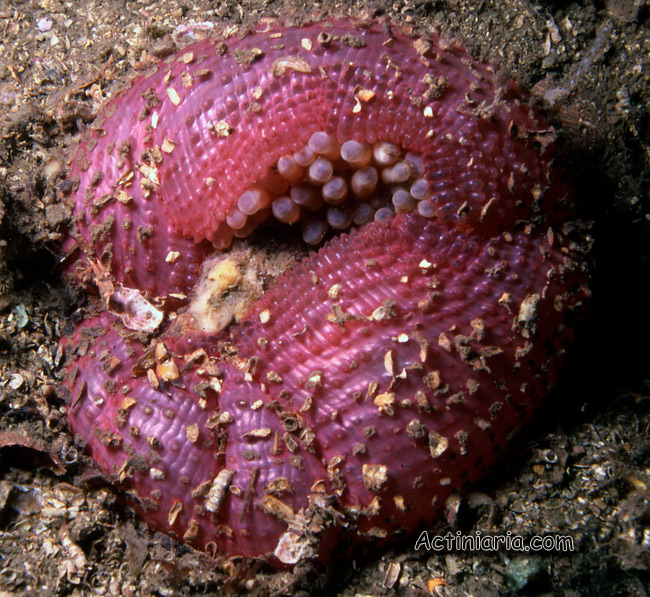 Urtibrina clandestina